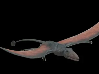 4K Eudimorphodon Low-poly 3D model