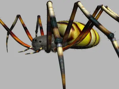Spider Tiger Rigged Low-poly 3D model