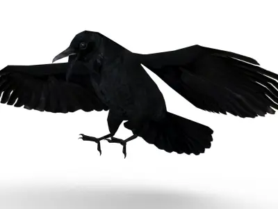 Carrion Crow Animated Low-poly 3D model