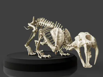 Realistic Sabretooth Skeleton 3D model