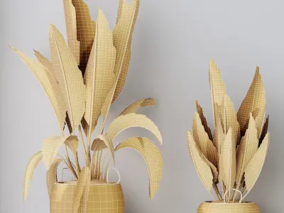 Plants Ravenala Banana Strelitzia Nicolai Bird Of Paradise Set05 3D model