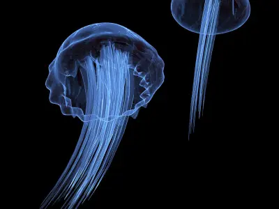 Jellyfish two 3D model