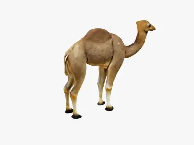 Camel Free 3D model buy