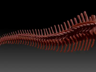 Dinosaur Spinosaurus Tail Skeletons Set 3D model