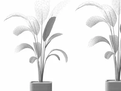 indoor plants 1 Free 3D model