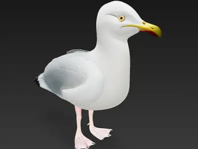 Seagull 3D Model Basic - Low Poly Simple Low-poly 3D model