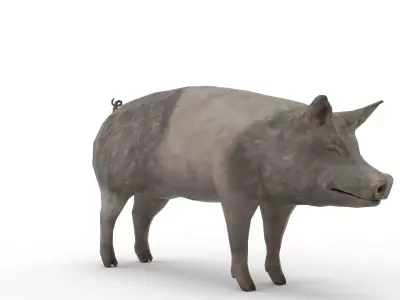 Oxford Pig Free 3D model