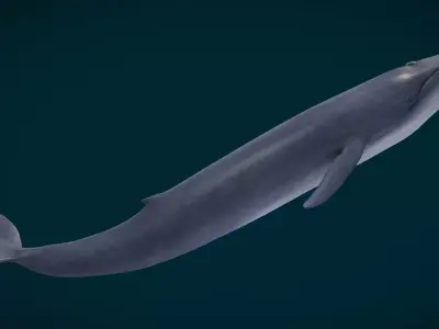 Realistic Blue Whale Low-poly 3D model