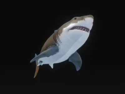 Jaws White Shark Low-poly 3D model