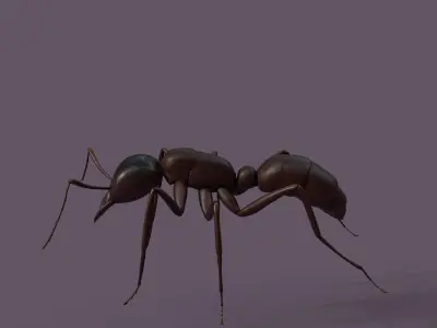 Common Ant  Low-poly 3D model