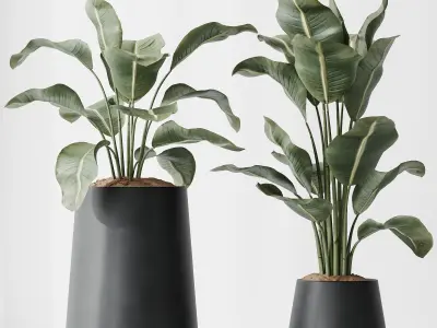 HQ Plants Bird Of ParadiseBird Vase Set05 Free 3D model