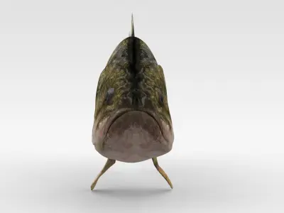 Bass Fish 3D model