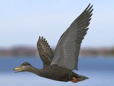 Anas Rubripes "American Black Duck" 3D model