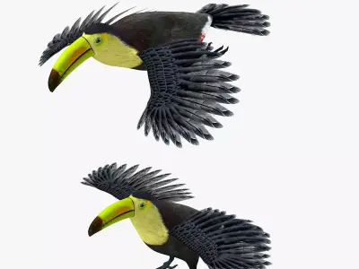 Toucan Bird rigged 3d model Low-poly 3D model