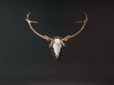 Red Deer Skull with wall mount Low-poly 3D model