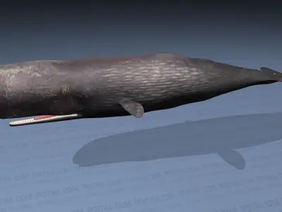 Sperm Whale - Physeter Macrocephalus - Adult Male - Textured -  3D model