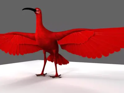 Scarlet-ibis Animation 3D model