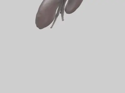 Hippo Kidneys Low-poly 3D model