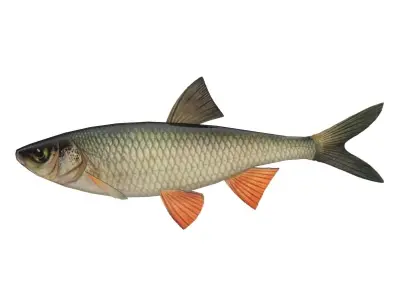 Chub fish Low-poly 3D model