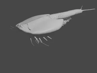 triops sea creature 3D model