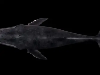 Humpback Whale - Megaptera Novaeangliae Low-poly 3D model