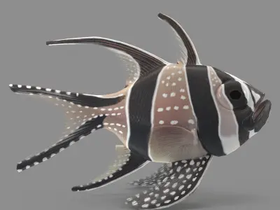  Pterapogon kauderni Low-poly 3D model