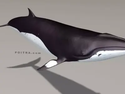 Minke Whale - Balaenoptera Acutoro - Adult Male - Pose 3 - 3D model