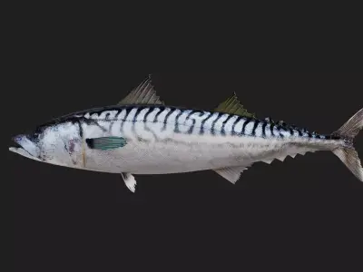 Mackere Low-poly 3D model