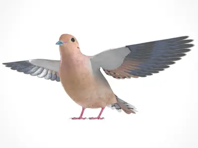 3D Bird Pack Mourning Dove Male and Female Low-poly 3D model Low-poly 3D model