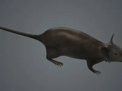 rat fur mouse mice animals rodent farm epidemic  3D model