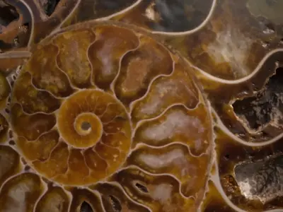 Ammonite Fossil Scene Prop 3D model