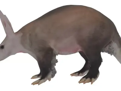 Aardvark Low-poly 3D model