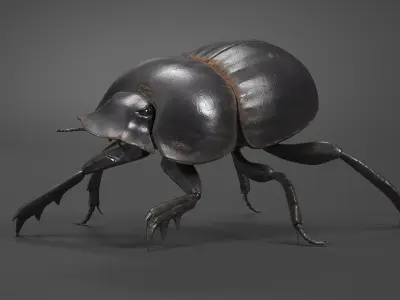 Mud Beetle Dirty Rigged for Maya 3D model