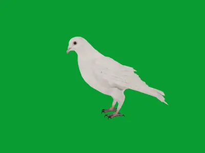 Dove Bird Low-poly 3D model