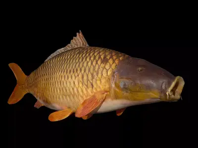 Carp 3D Model fish Low-poly 3D model