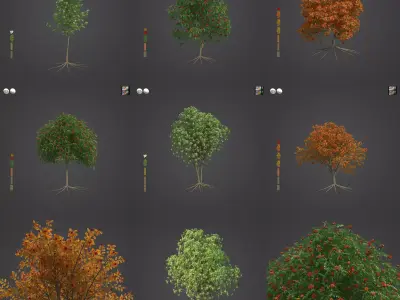 2021 PBR European Mountain Ash Collection - Sorbus Aucuparia  3D model