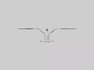 Crested Tern flying model 3D model