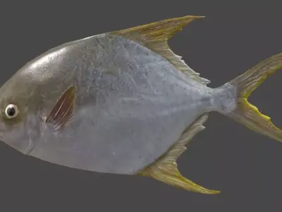 Pampus argenteus  fish Low-poly 3D model
