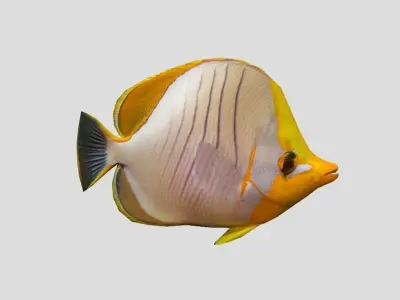 Yellow Head Butterfly fish Low-poly 3D model