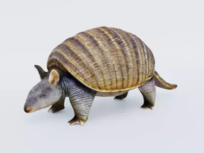 Armadillo Free 3D model