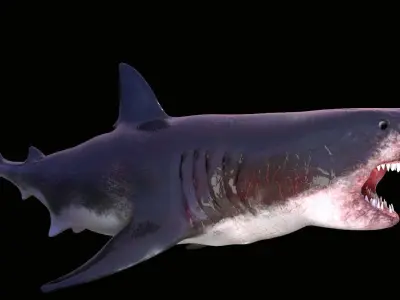 Great White Shark Model  7 animations Pack Low-poly 3D model