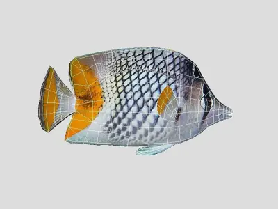 Pearlscale Butterflyfish Realistic Animated Low-poly 3D model
