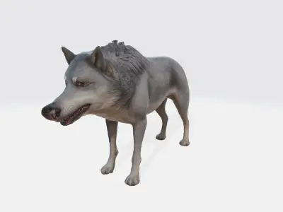 A gray wolf standing 3D model