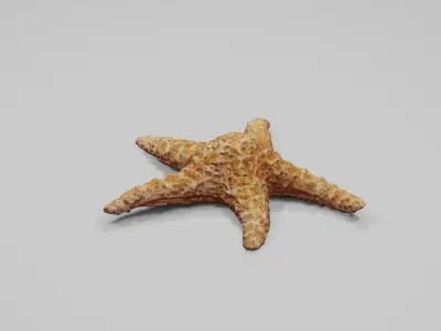 Dry decorative photoscanned Starfish Low-poly 3D model