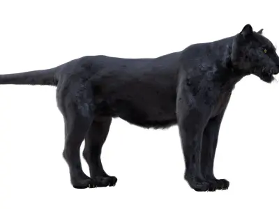 Panther Fur (Rigged) 3D model