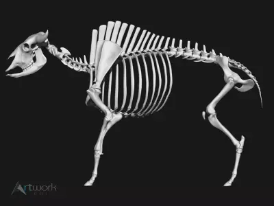 Bison skeleton 3D model