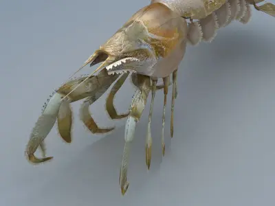 Laomediidae Shrimp Prawn Low-poly 3D model