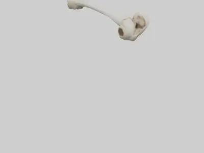 Dog Femur 3D model