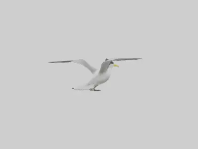 Crested Tern flying model 3D model