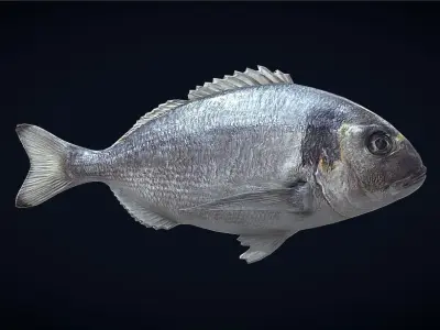 Gilt-head bream Low-poly 3D model